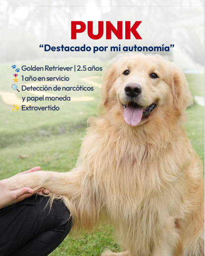 Día Mundial de Perro