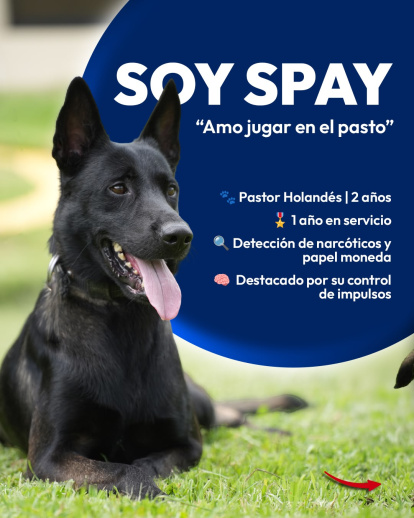 Día Mundial de Perro