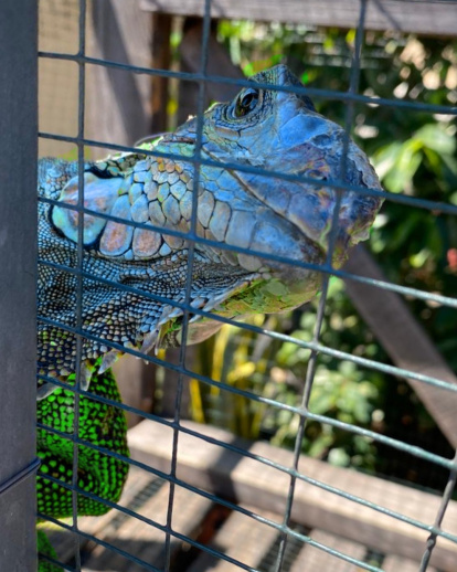 Operación Madre Tierra VIII