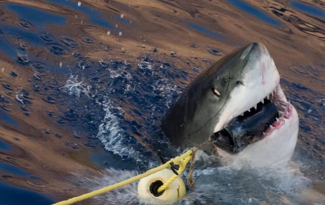 Video: Pescadores New Jersey se enfrentan a un tiburón blanco de 2,000 libras