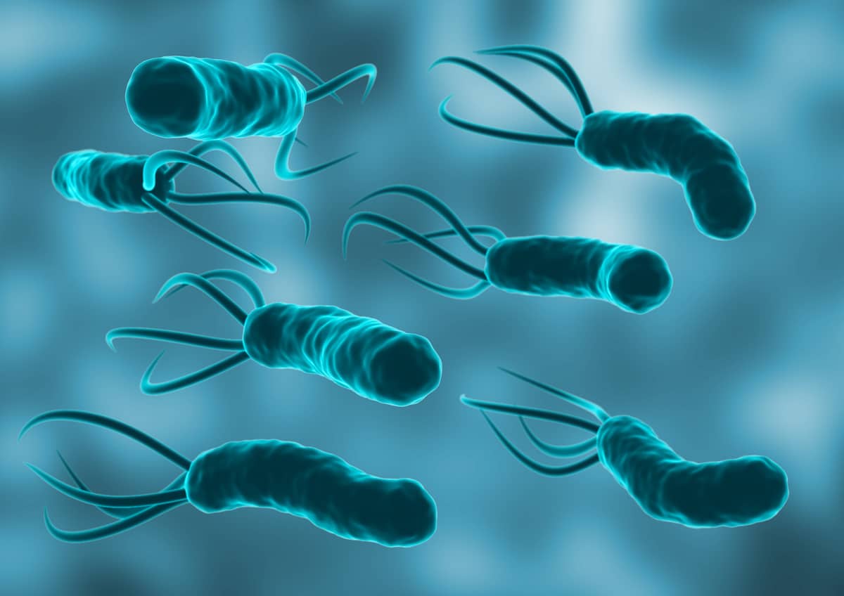 Helicobacter pylori. Fuente externa. 