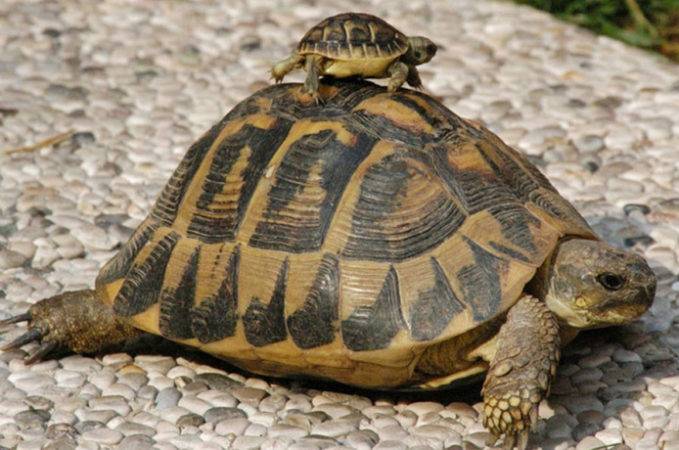 Curioso: ¿Por qué las tortugas tienen caparazón?