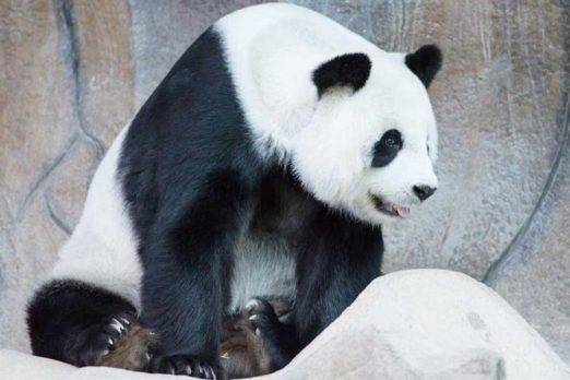Panda Lin Hui