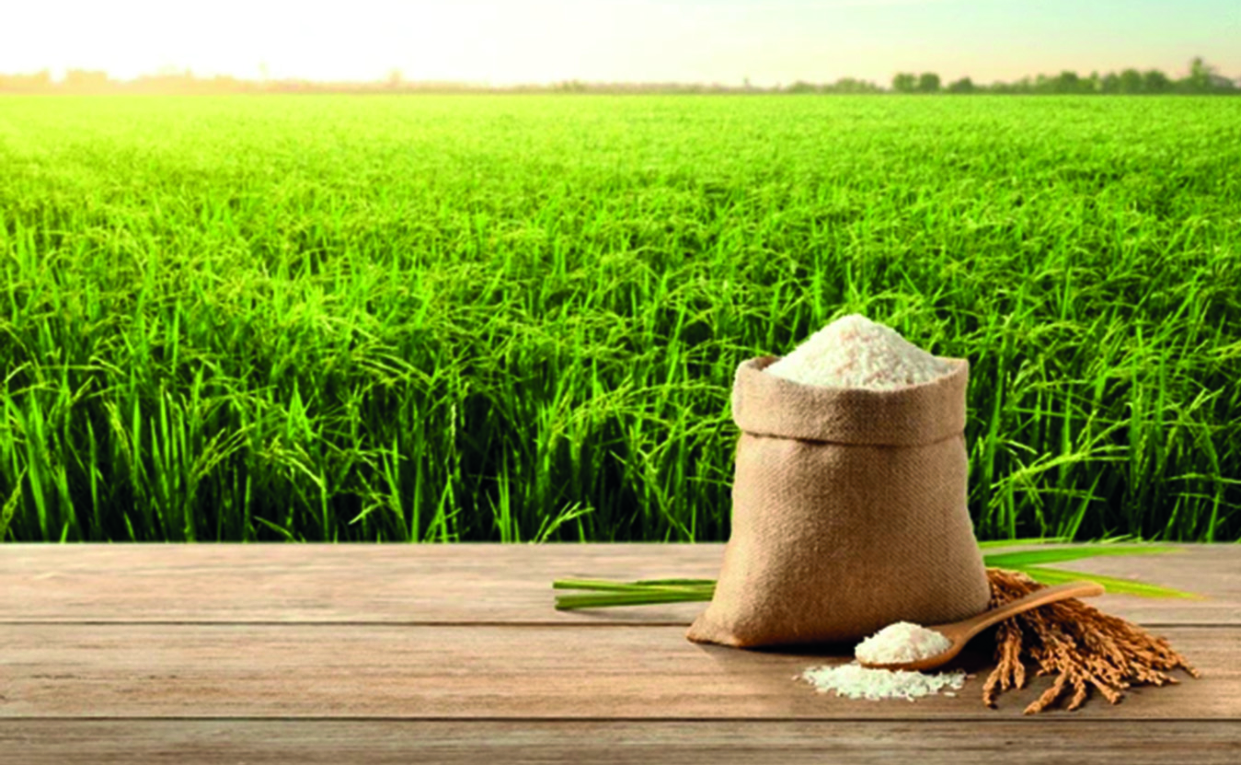 El ministro Agricultura, Limber Cruz, dijo habrá otra cosecha récord de arroz.