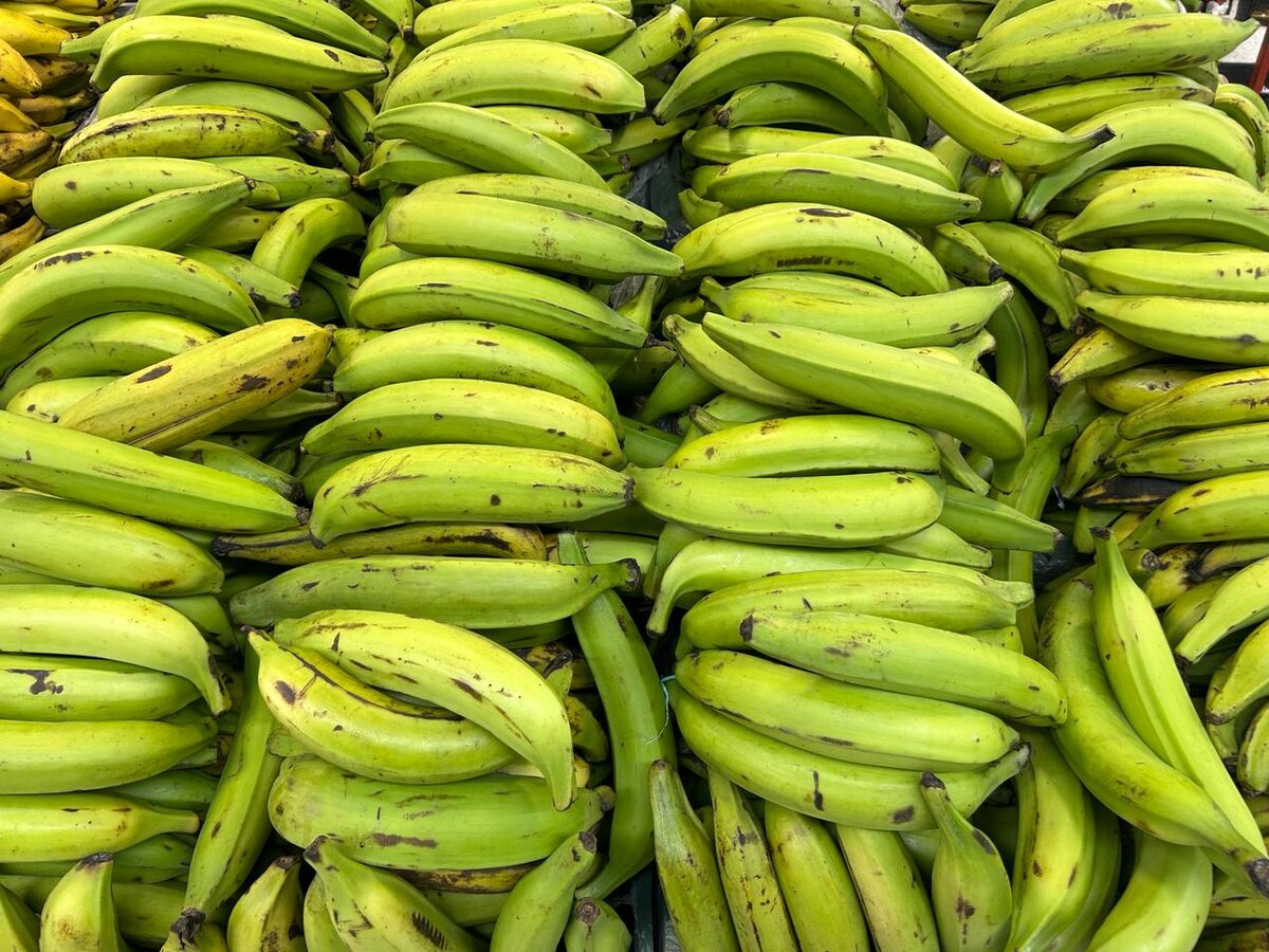 Platanos Verdes
