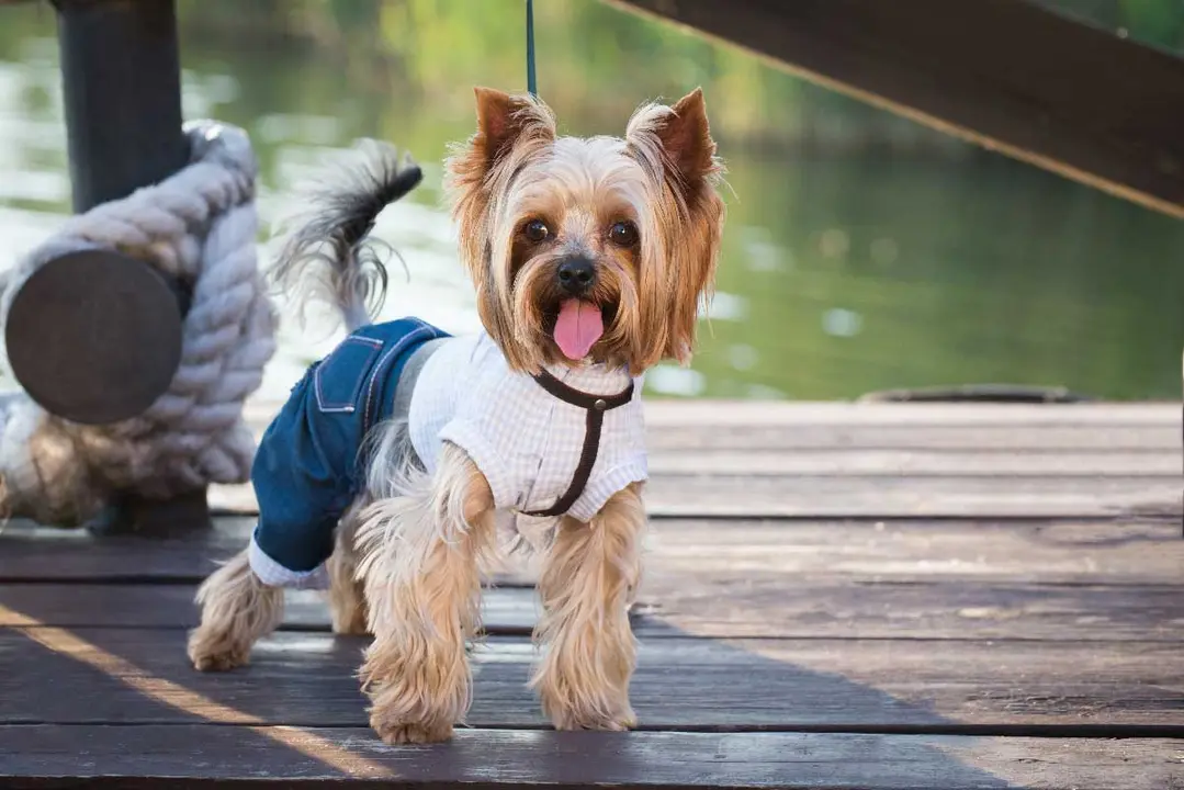 Más allá de la moda, es importante vestir a las mascotas