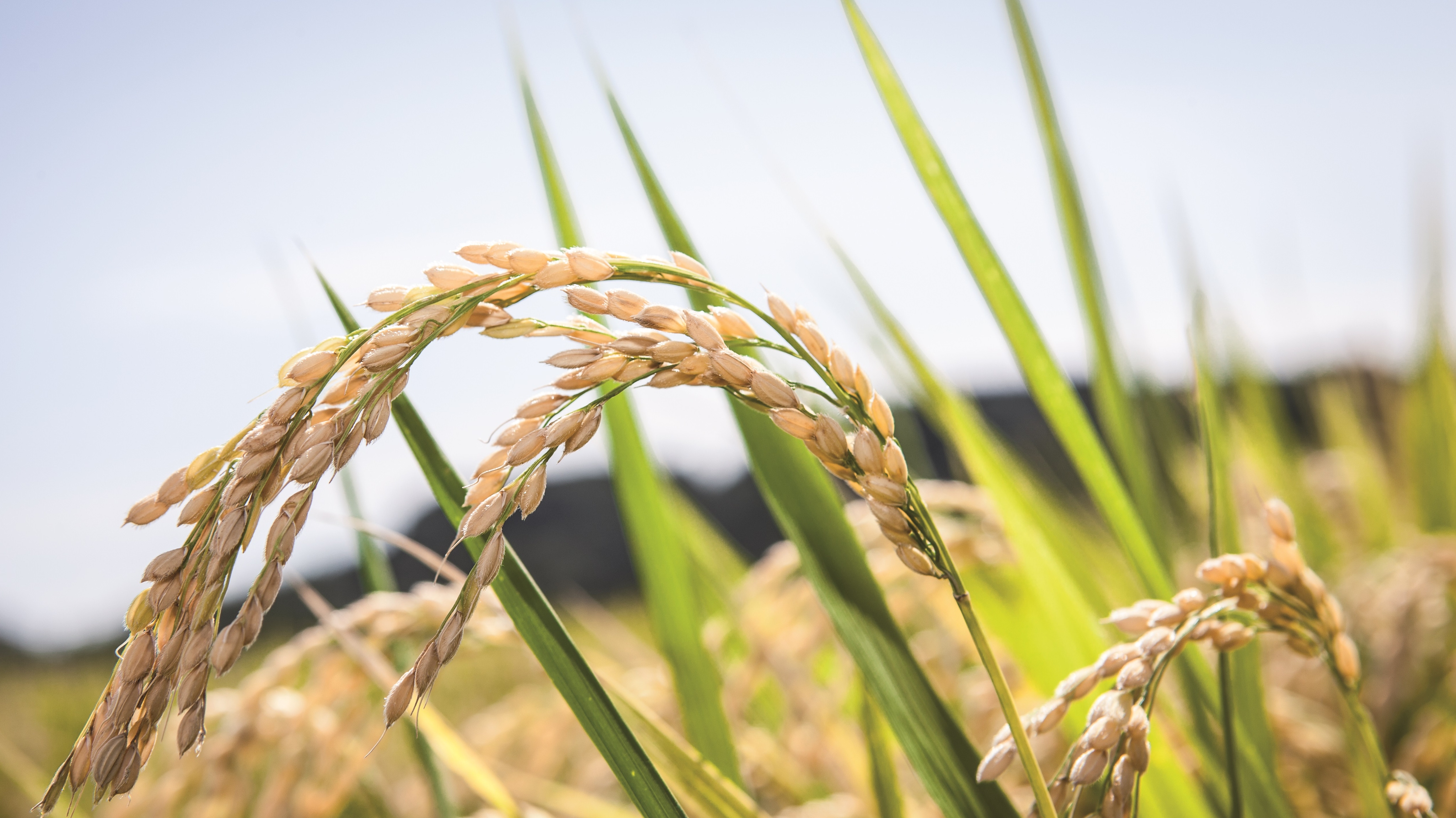 Producción de arroz está estimada en 15 millones de quintales.