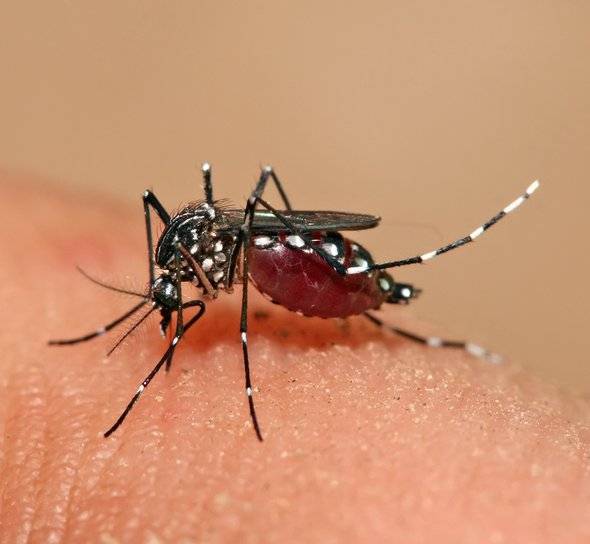El número de casos de dengue en el país va en aumento; En lo que va del año se han registrado 1.251 pacientes
