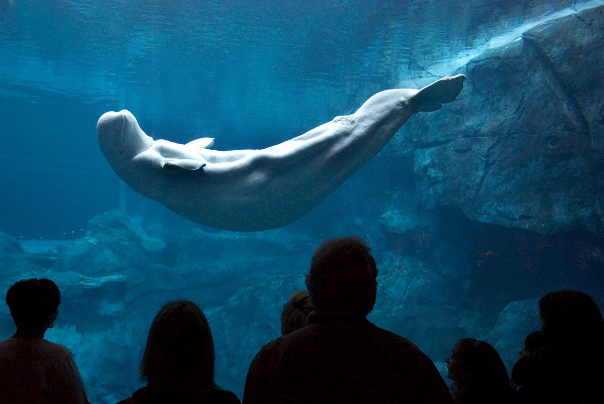 Ballena beluga en un acuario estadounidense. Imagen de archivo. EFE/JOHN AMIS