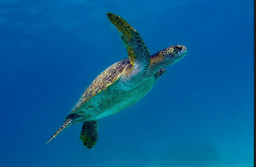 Puerto deportivo Tortuga