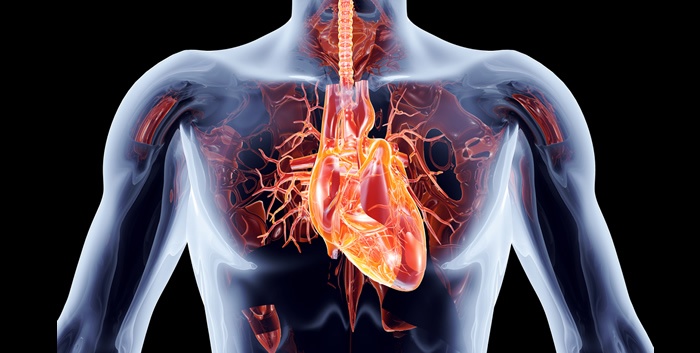 Salud Cardiovascular