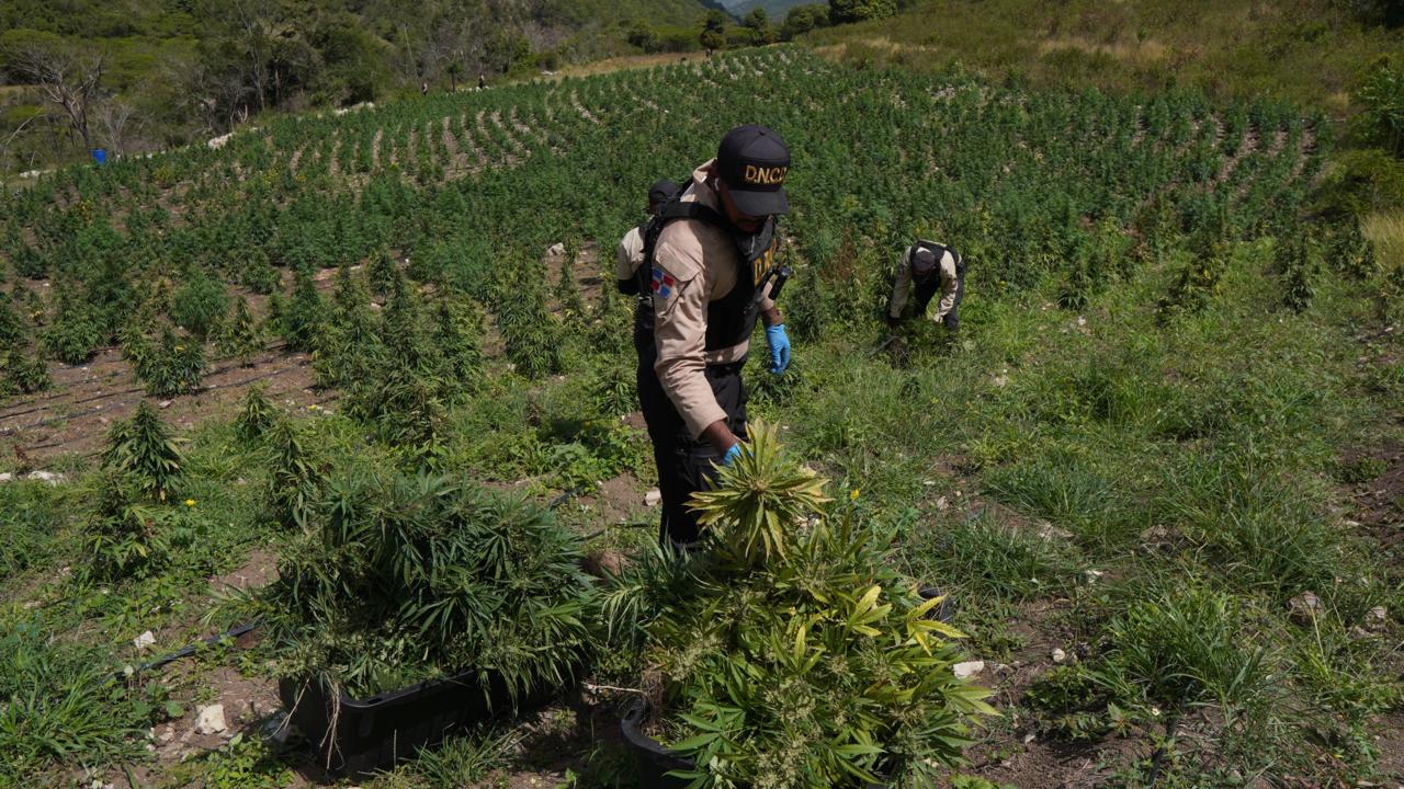 Presunto cultivo de marihuana