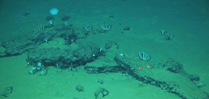 Imagen tomada desde el sumergible chino Fendouzhe  de algunos de los restos de 'caída de ballenas' que forman el cementerio más grande, profundo y antiguo de estos animales. Crédito: Global TREnD, IDSSE