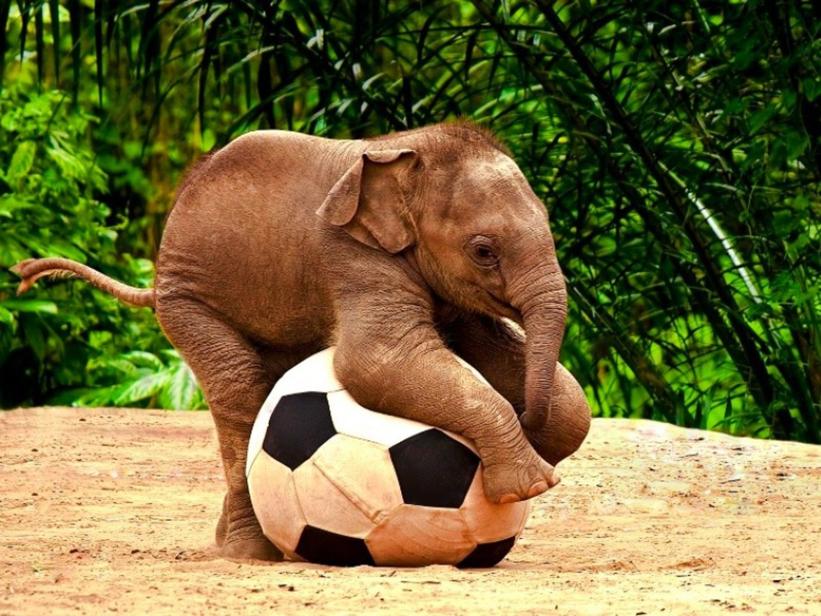 Elefante con balón de fútbol.