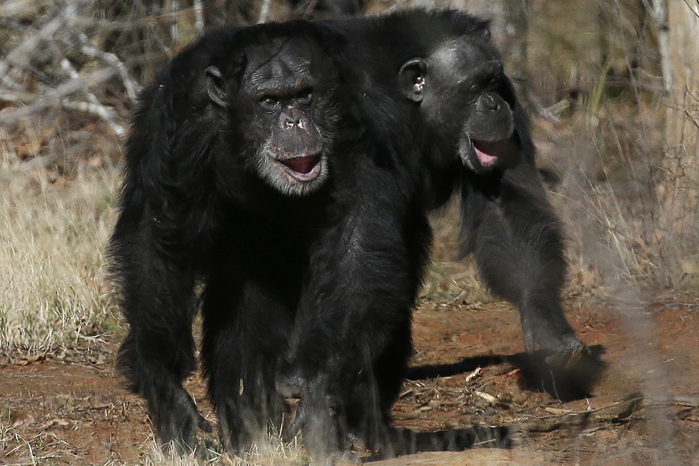 Dos chimpancés caminan juntos