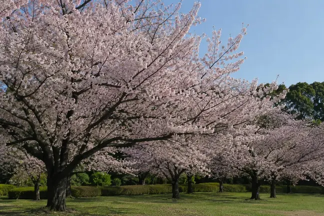 Cerezos