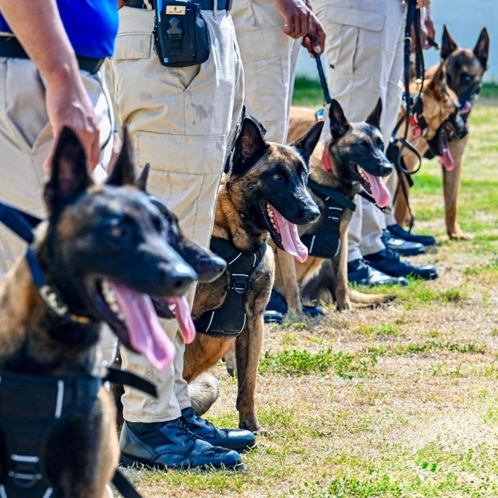 AERODOM entrega 18 perros al CESAC - 2