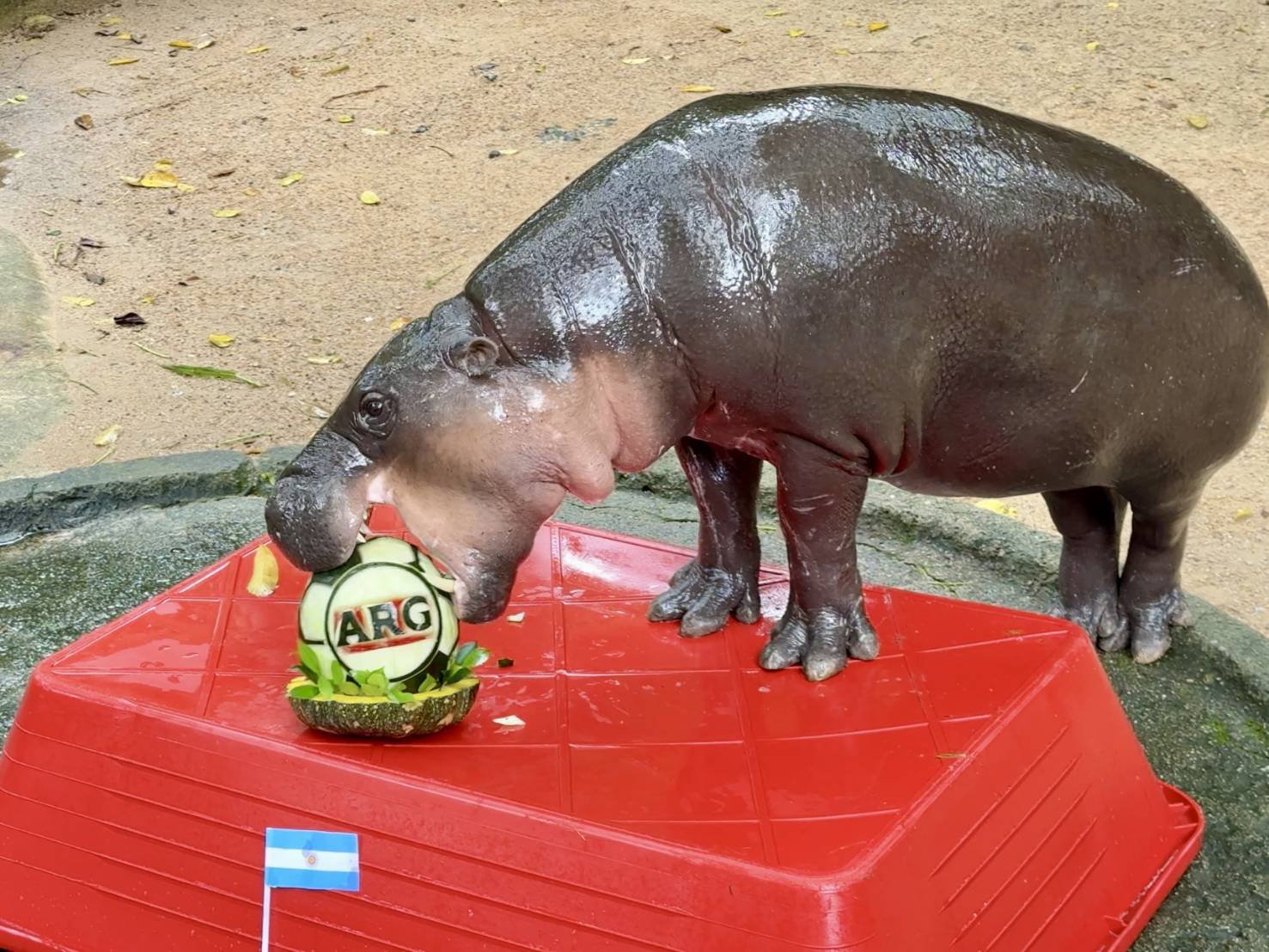 Hipopótamo viral tailandés Moo Deng