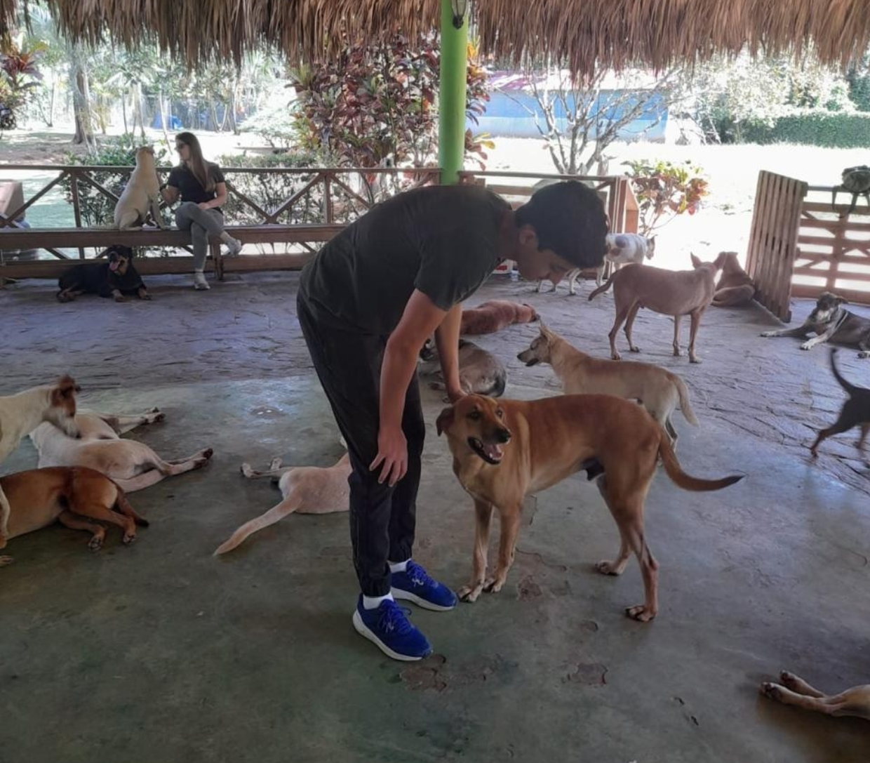 Animales cuidados en Albergue S.O.S. Los colectivos exigen compromiso del Estado, con una Fiscalía especializada.
