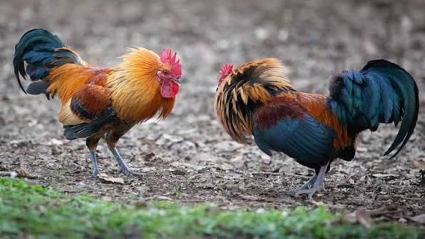 Peleas de gallos