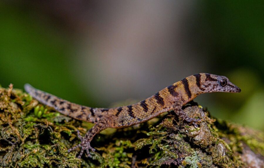 Gecko de bandas  Samaná