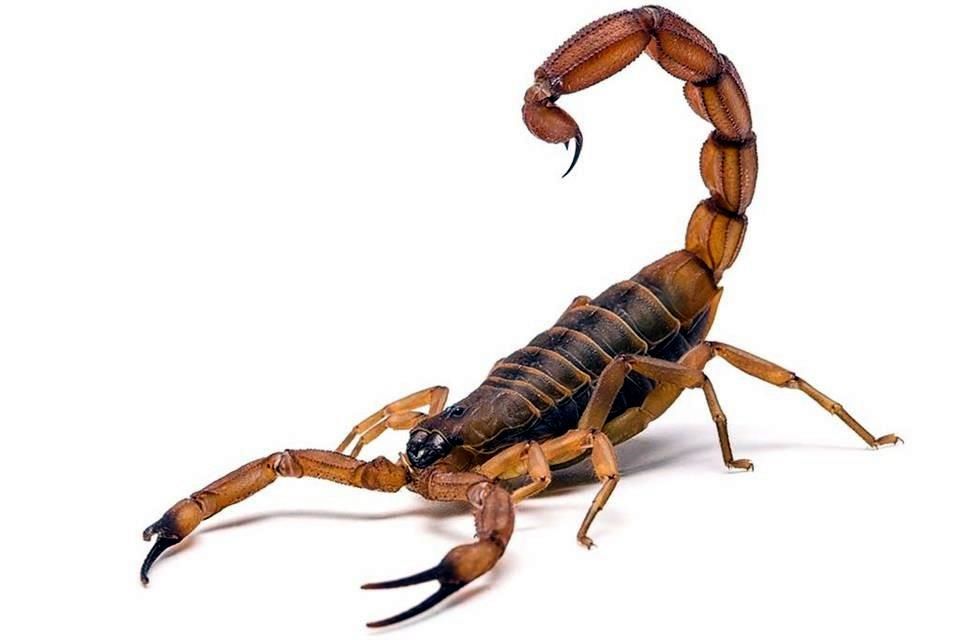 La ponzoña