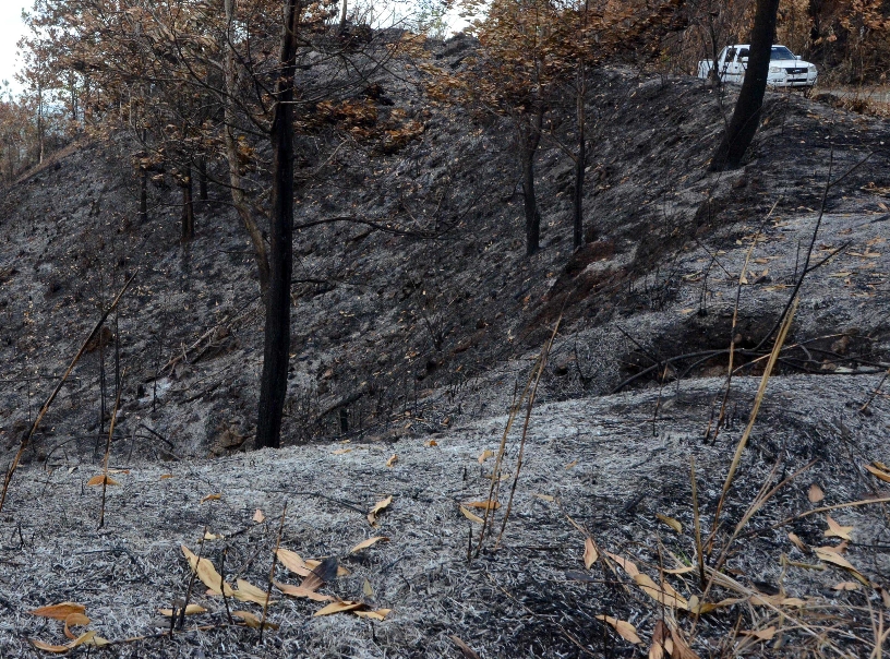 Incendios han impactado bosques.