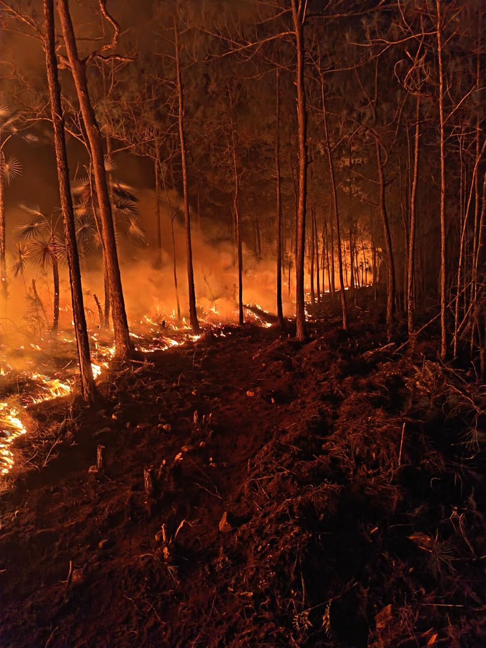 Bomberos forestales entran en fase de liquidación del incendio de Pelempito-Aceitillar