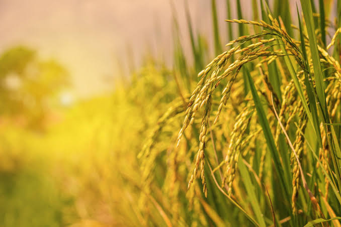 Plantación de  arroz
