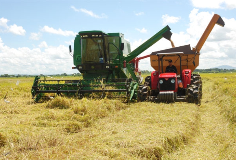 Una cortadora de arroz en una plantación dominicana.