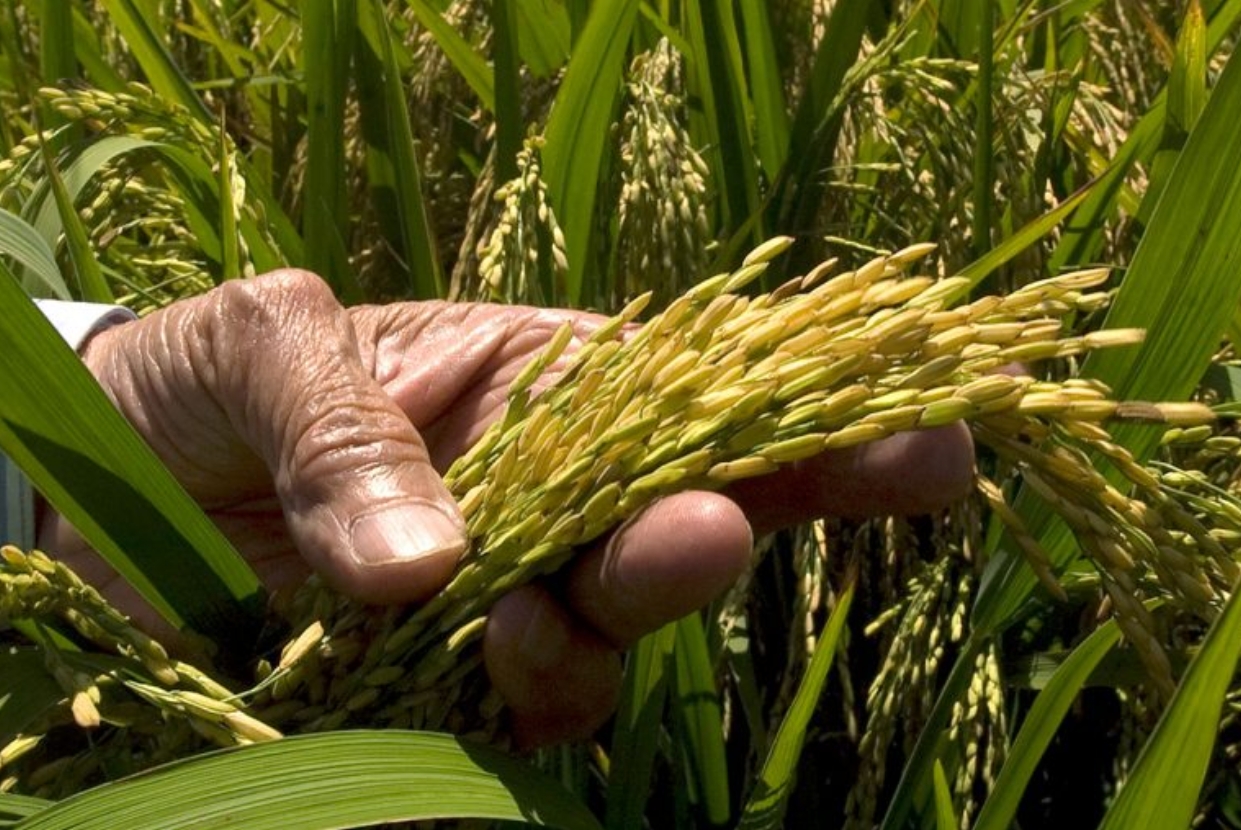 A los dominicanos les gusta màs su arroz que el de Estados Unidos y de otros paìses